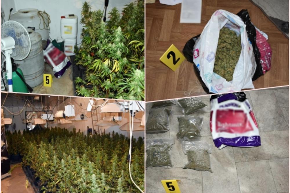 HAPŠENJE U OKOLINI OBRENOVCA: Iznajmljenu kuću pretvorio u laboratoriju za uzgoj marihuane PRAVIO ULJE OD KANABISA (FOTO/VIDEO)
