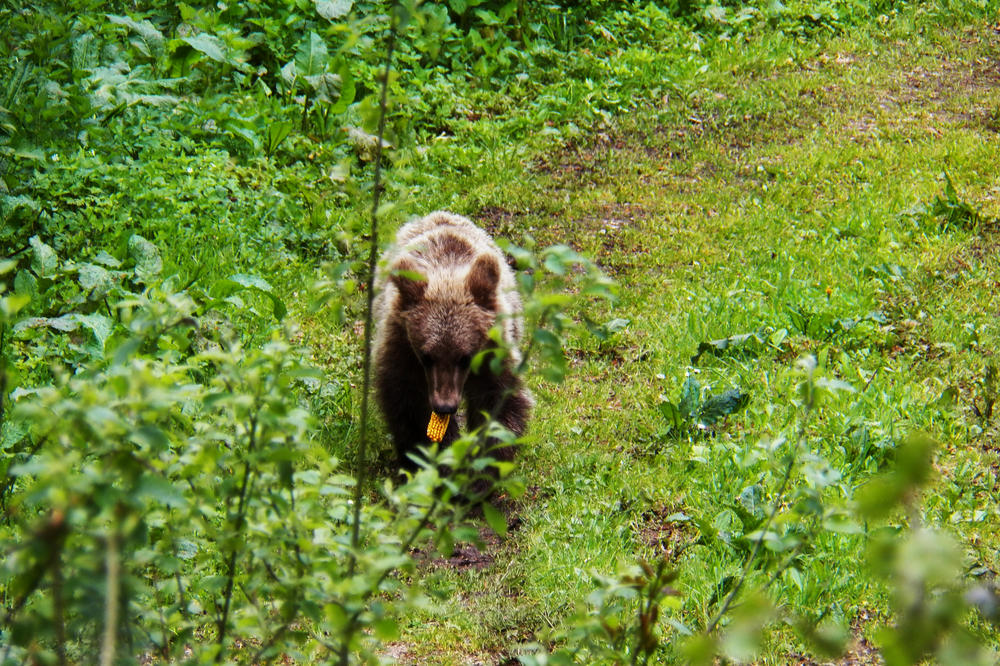 BEZ NAGLIH POKRETA AKO NAIĐETE NA ĐURU: Mnogi mrki medvedi na Tari ne padaju u potpuni ZIMSKI SAN (FOTO)
