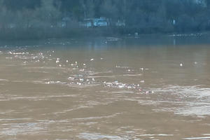 NOVA EKOLOŠKA KATASTROFA NA LIMU: Niz reku jutros opet plutaju velike količine smeća