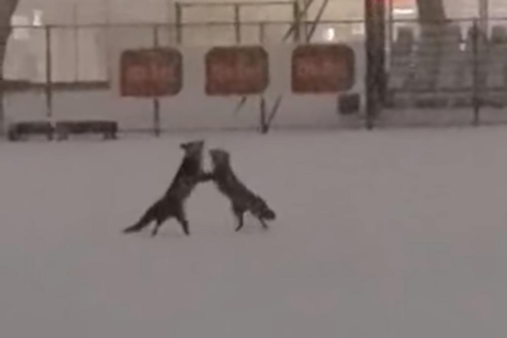 LJUDI, DA LI JE OVO MOGUĆE?! Na stadionu Borca iz Banjaluke "uhvaćene" lisice kako "plešu" po snegu! Region NE VERUJE ŠTA GLEDA