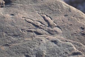 ZANIMLJIVO OTKRIĆE Na plaži u Velsu nađeni otisci stopala dinosaurusa stari 200 miliona godina