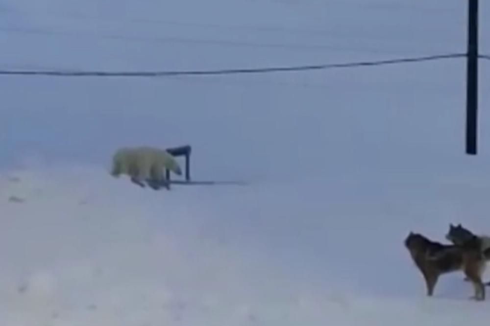 BELI MEDVEDI OKRUŽILI SELO NA ČUKOTKI U POTRAZI ZA HRANOM: Psi ih teraju, meštani danonoćno stražare (VIDEO)