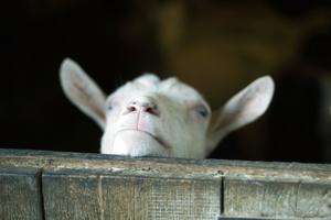 ZARADILA BOGATSTVO NA KOZAMA: Britanka iznajmljivala koze za sastanke preko ZUMA!
