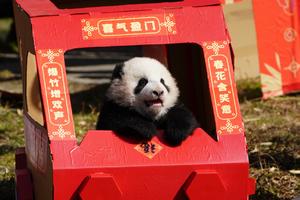 KINA OBNAVLJA "PANDA" DIPLOMATIJU: Peking planira da pošalje OVOJ DRŽAVI poseban poklon kao znak smanjivanja tenzija!
