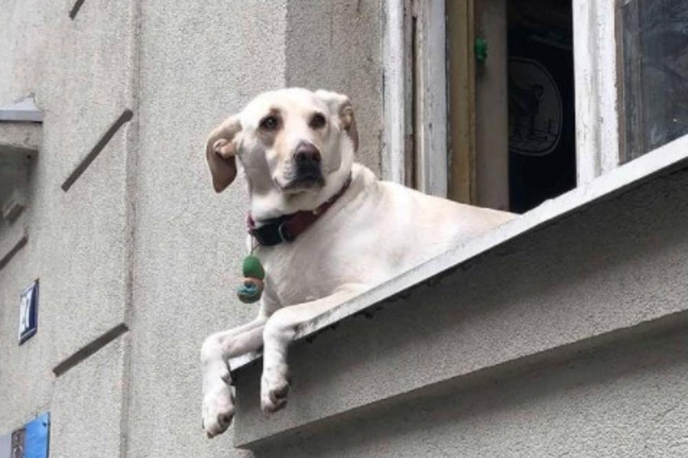 A VI, KAKO STE? Ovo je najčuveniji pas u Mileševskoj koji godinama kibicuje s prozora (FOTO)