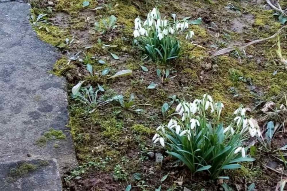 VISIBABE PROCVETALE NA FRUŠKOJ GORI: Pravo proleće u februaru