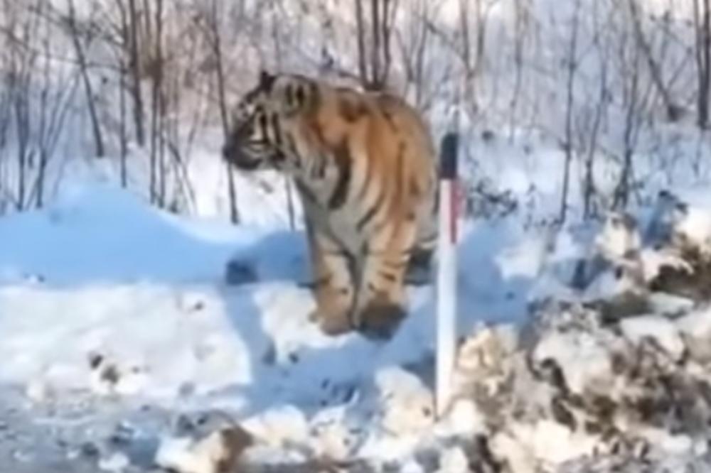 VOZAČ SNIMIO REDAK PRIZOR: Porodica sibirskih tigrova se šetala po snegu, oni su veoma ugrožena vrsta! (VIDEO)