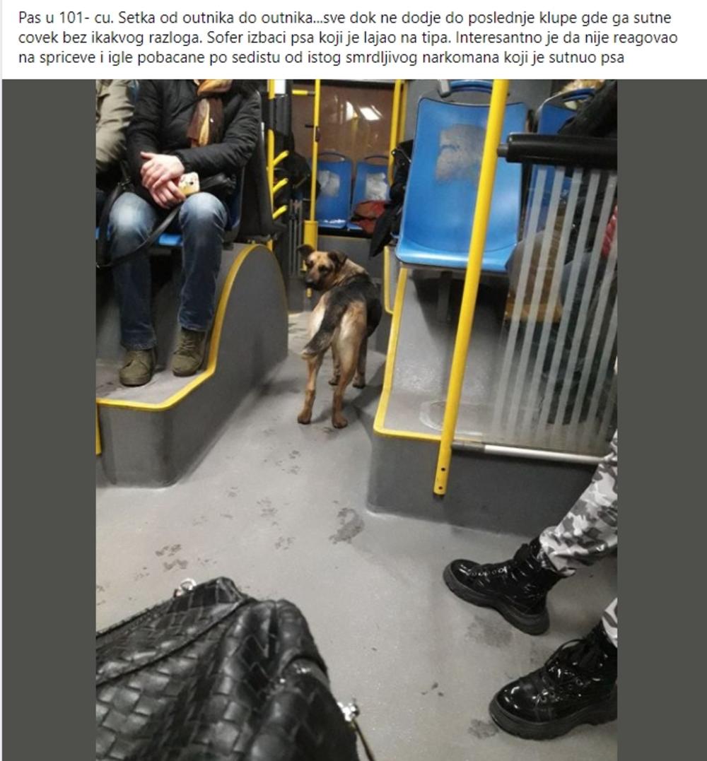 Pas u autobusu
