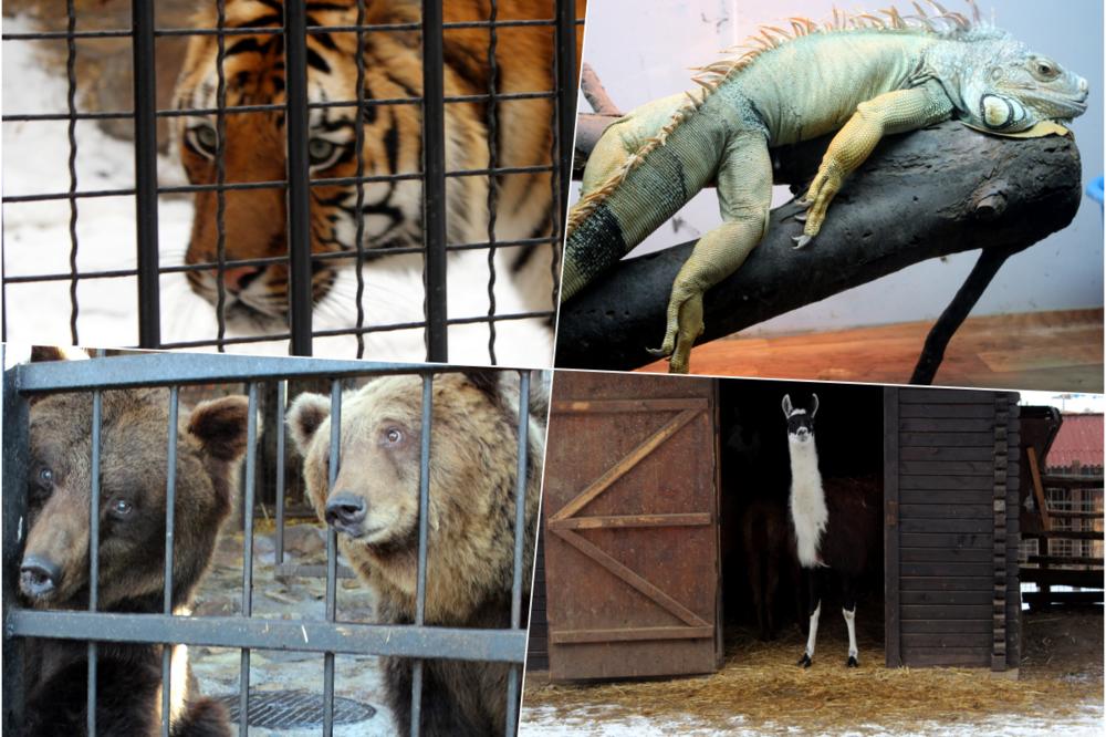 ZIMA U JAGODINSKOM ZOO-VRTU: Pogledajte kako lavovi, tigrovi, medvedi i ostale životinje provode ove hladne dane (FOTO)