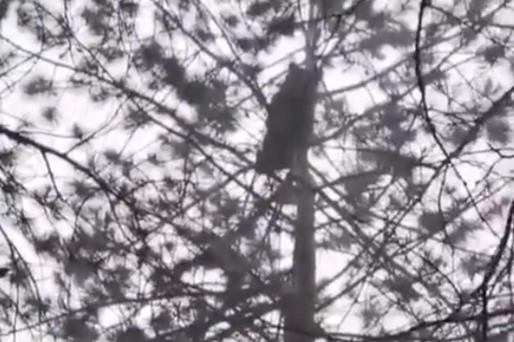 MEDA POSETIO BERANE: Približio se hotelu, a onda se popeo na bor (VIDEO)