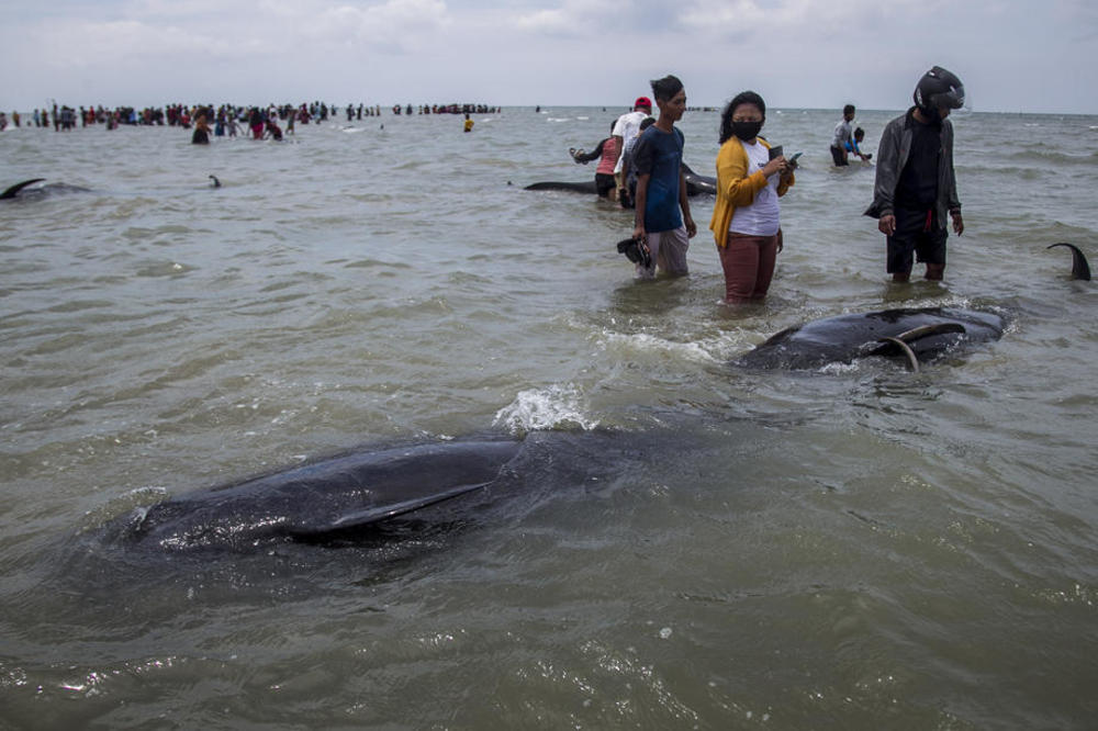 TUŽNI PRIZORI NA INDONEŽANSKOM OSTRVU: Nasukalo se 45 kitova, samo 3 preživela (FOTO)