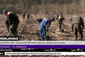 AKCIJA "ZASADI DRVO" U OSTRUŽNICI: Obnavlja se Lipovačka šuma posle 25 godina (KURIR TELEVIZIJA)