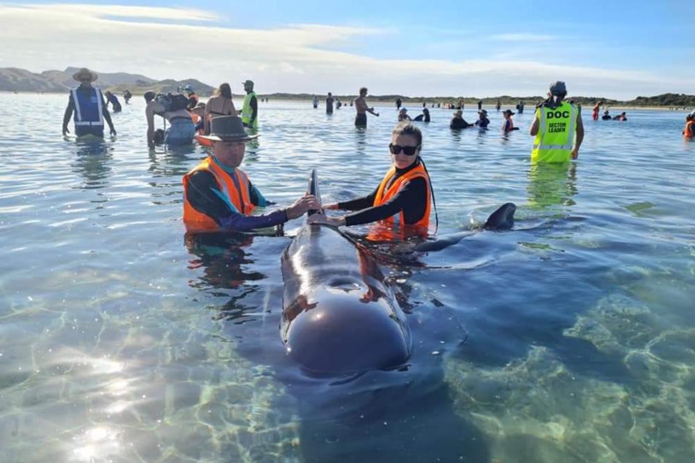 NASUKANO JATO Volonteri na Novom Zelandu spasili 40 kitova (FOTO)