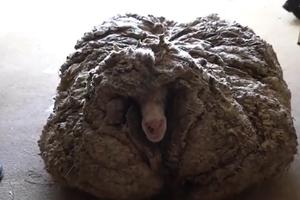 LUTALA JE DIVLJINOM SA TERETOM OD 35 KG VUNE NA SEBI: Ovca u Australiji od ogromnog krzna teško videla i kretala se! (VIDEO)
