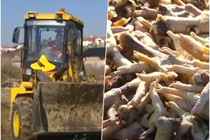 NOĆIMA DOLAZIO I ISTOVARAO PILEĆE NOŽICE PORED KUĆA: Uklonjeno skoro 15 tona pokvarenog mesa iz centra Surčina