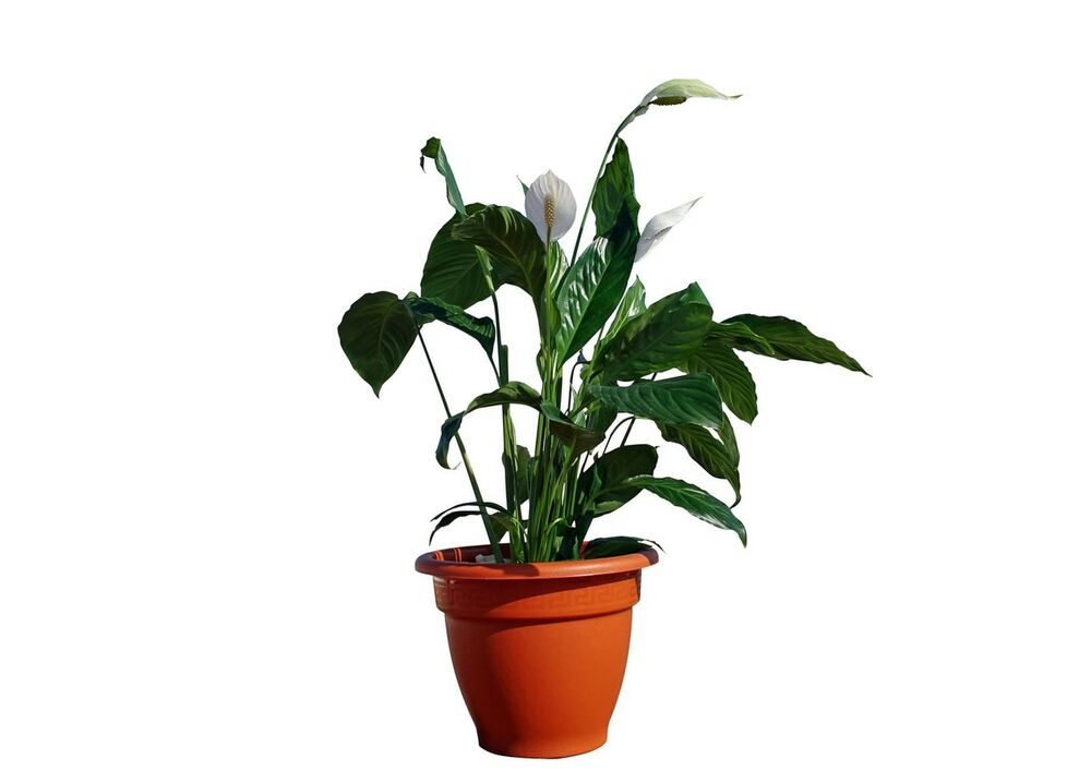 spatifulum, biljka