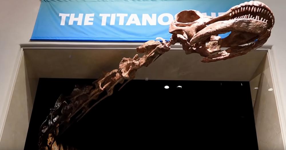 Titanosaurus, fosili, Argentina