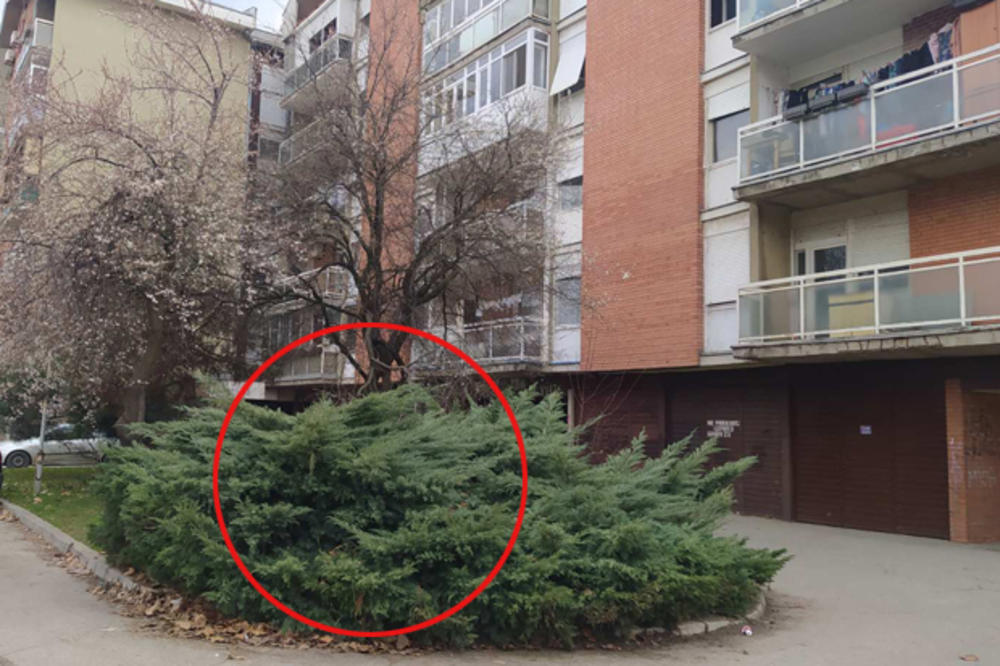 PRVE FOTOGRAFIJE SA MESTA JEZIVOG ZLOČINA U BORČI Osumnjičeni čekao da padne mrak da unakaženo telo Miroslava baci u žbunje (FOTO)