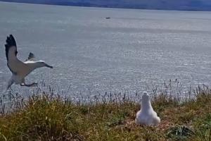 AKROBATSKO PRIZEMLJENJE Albatros pri sletanju izveo salto (VIDEO)