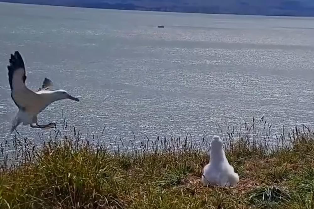 AKROBATSKO PRIZEMLJENJE Albatros pri sletanju izveo salto (VIDEO)