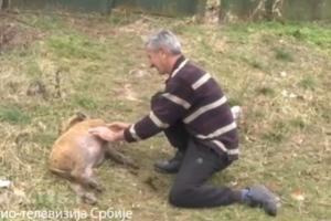 NEMA KOMŠIJE KOJI ILIĆIMA NE ZAVIRI U DVORIŠTE SAMO DA JE VIDI: Pepa prase atrakcija u selu Maćedonac kod Medveđe (FOTO)