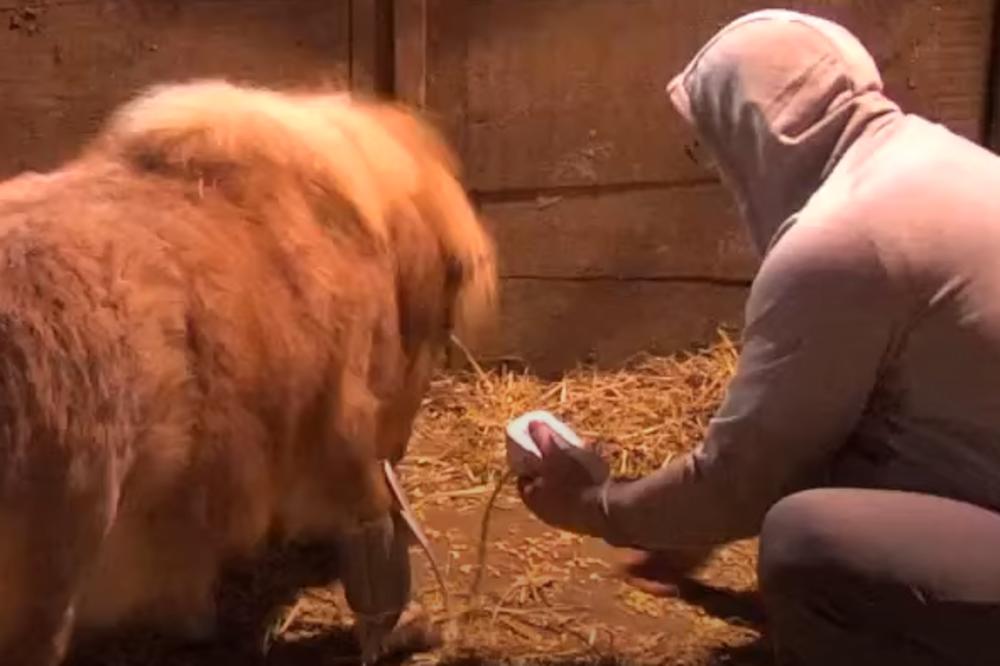 KRISTIJAN GOLUBOVIĆ MERIO PRITISAK KONJU! Rijaliti učesnik zajedno s Miljanom Kulić priredio DO SADA NEVIĐEN ŠTOS! (VIDEO)