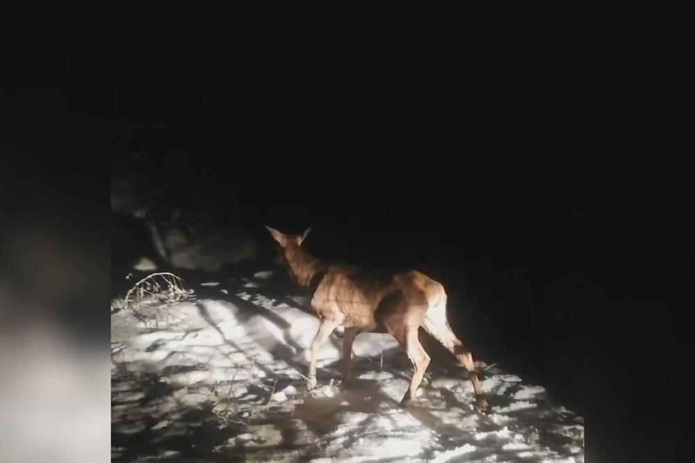 DIVNA SCENA ZABELEŽENA NA SRPSKOJ PLANINI: Posle mnogo godina na proplancima Zlatibora ponovo će trčkarati JELENI (VIDEO)