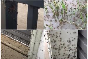 SAMO IM JE TO JOŠ FALILO: Posle poplava, hiljade paukova preplavile kuće u Australiji (VIDEO)