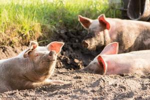 UPRAVA ZA VETERINU DEMANTUJE GLASINE: Meso svinja zaraženih afričkom kugom nije dospelo u prodavnice, životinje su eutanazirane