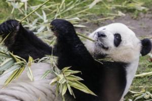 LEPA VEST IZ KINE: Višedecenijski napori urodili plodom, džinovske pande skinute sa liste ugroženih vrsta