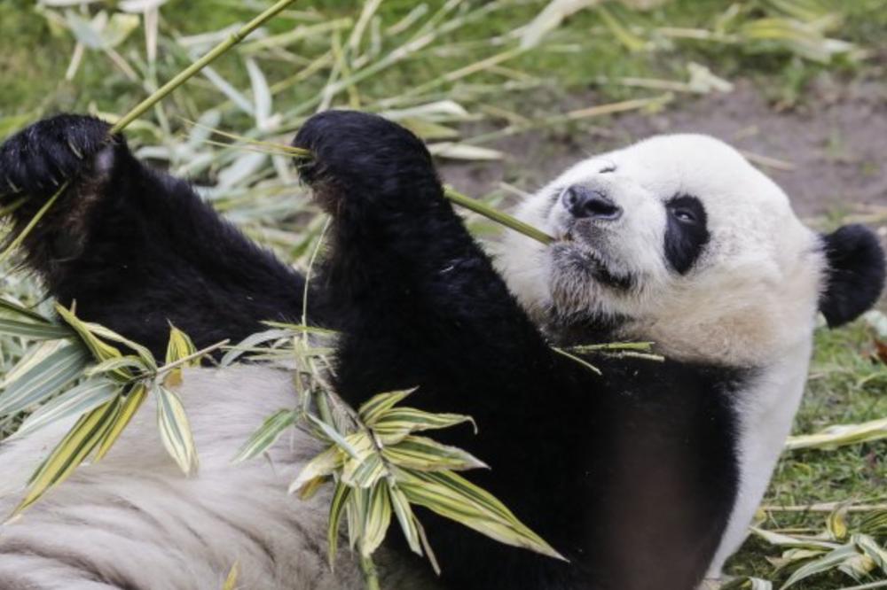 ČEKAJ, STANI DA POPRIČAMO! Preslatki snimak iznenađujuće brzog pande kako juri pauna VIDEO