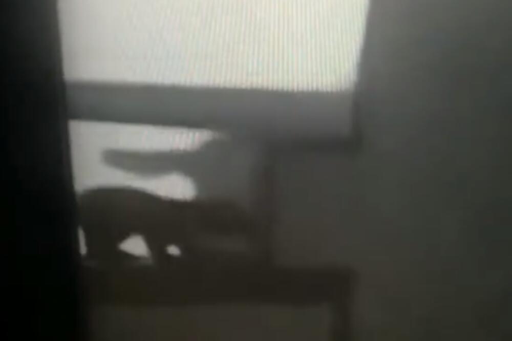 NEOBIČAN GOST U KALUĐERICI: Usred noći ušetala u zgradu pa odjurila niz stepenice! Svi se pitaju šta je tražila (VIDEO)