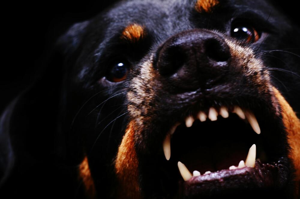 ČUVAO ROTVAJLERE 10 GODINA PA GA NAPALI: Radomira spasle komšije, gledali kako ga psi krvoločno ujedaju
