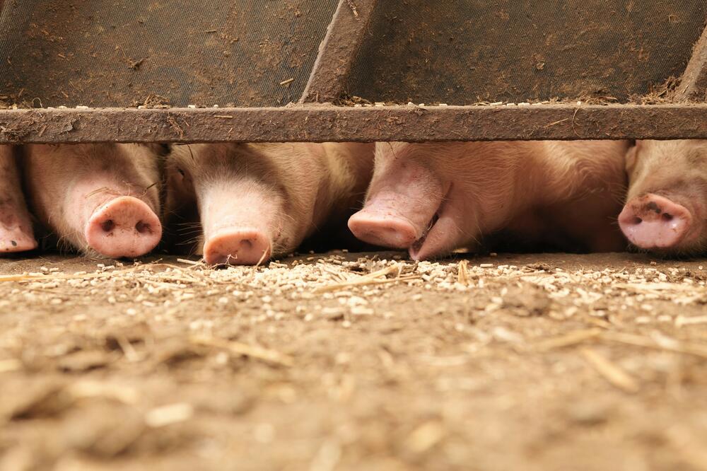 Ministarstvo poljoprivrede: Prva mera pomoći povlačenje 15.000 tovljenika koje će Robne rezerve preuzeti od uzgajivača svinja