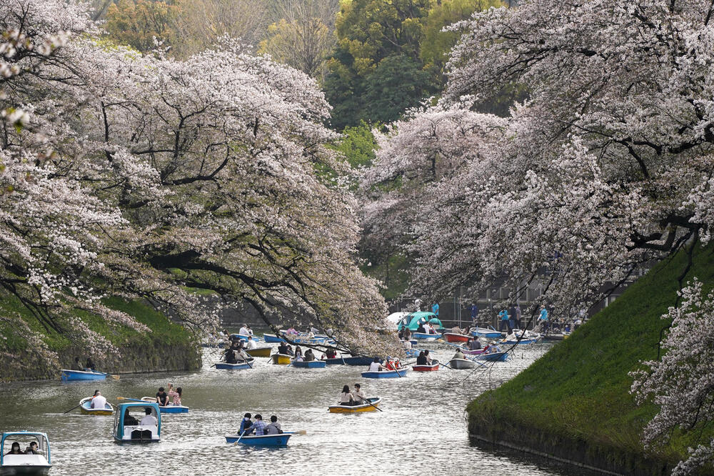 NAJRANIJE CVETANJE TREŠNJE Japanci uživali u očaravajućim prizorima, a razlog što je sezona poranila zabrinjava! (FOTO, VIDEO)