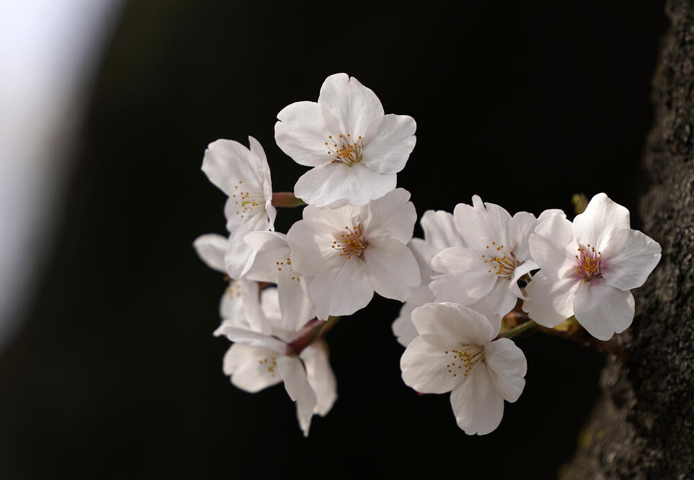 Japan, cvetanje tresnje