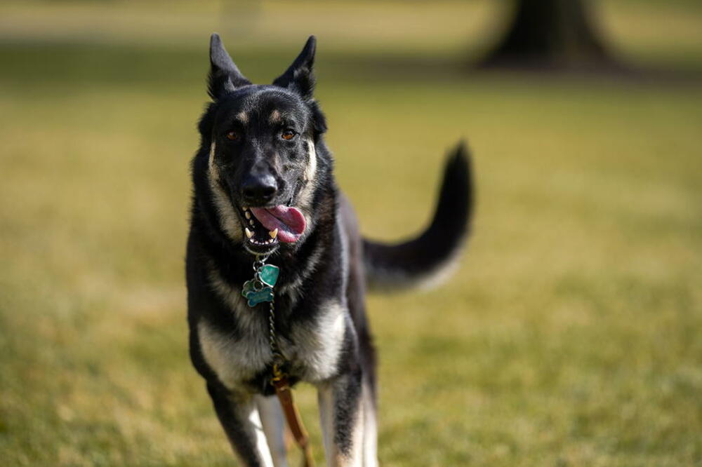 PRILAGOĐAVANJE NA ŽIVOT U BELOJ KUĆI Bajdenov pas Mejdžor ponovo na obuci za pse