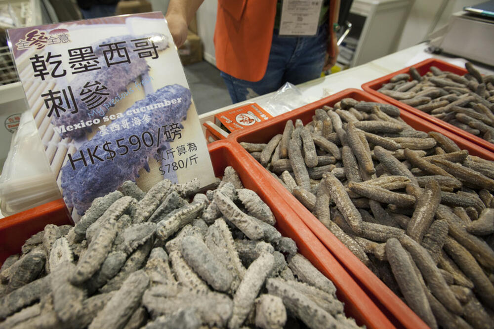 PALA HRVATSKA BANDA KOJA JE KRALA ZELENO ZLATO: Morski krastavci dostižu ceno i do 500 evra za kg, a u Aziji važe i za afrodizijak