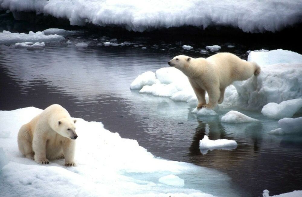 polarni medvedi, klimatske promene, globalno zagrevanje