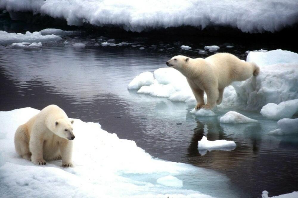 INOVATIVNI PROJEKAT Kako je Džingis-kanova grobnica pomogla da se zaštite polarni medvedi