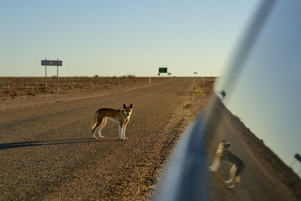 Dingo, Australija