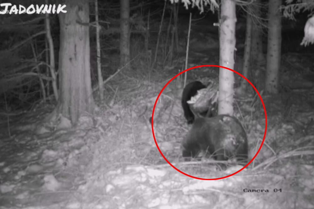 NEVEROVATNA SCENA NA JADOVNIKU! Medved Miloš doveo izabranicu na gozbu kukuruzom POGLEDAJTE KAKO SE IGRAJU NA SNEGU (FOTO/VIDEO)