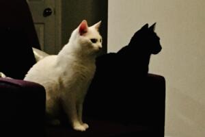 TO SE ZOVE UŽIVANCIJA! Dve mačke uhvaćene u urnebesnoj SCENI, niko nije ostao ravnodušan! (VIDEO)