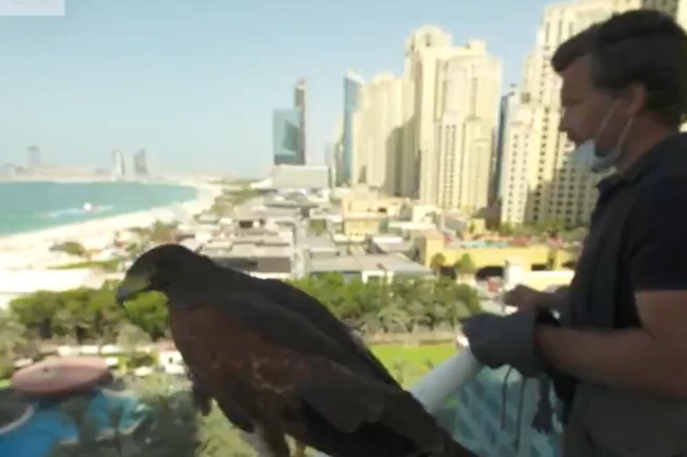 OVAJ ČOVEK IMA NESVAKIDAŠNJI POSAO: Sokolovima tera golubove i vrane sa krovova nebodera u Dubaiju! Evo kako to izgleda VIDEO