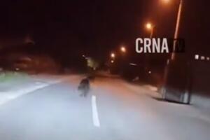 GUŽVA U SAOBRAĆAJU: Medved protrčao kroz Banjaluku, građani u šoku VIDEO
