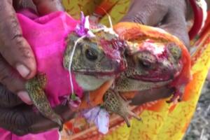 ŽIVELI SU SREĆNO DO KRAJA ŽIVOTA Indijski poljoprivrednici venčali dve žabe da odobrovolje boga kiše VIDEO