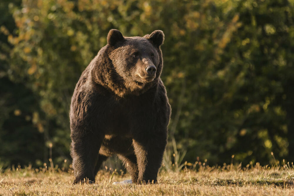 ZADOVOLJSTVO PLATIO 7.000 EVRA Princ iz Lihtenštajna odstrelio najvećeg medveda u Evropi!