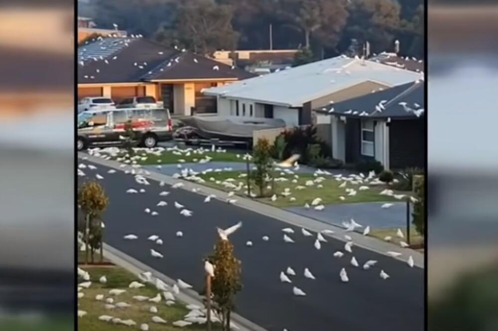 INVAZIJA BELIH PAPAGAJA: Kakadui maksimalno iskoristili gostoprimstvo stanovnika australijskog gradića VIDEO