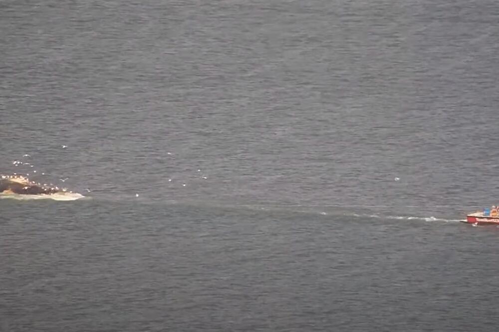 TUŽNA SCENA: Australijski ratni brod uplovio u San Dijego sa dva mrtva kita na trupu, reč je o ugroženoj vrsti VIDEO