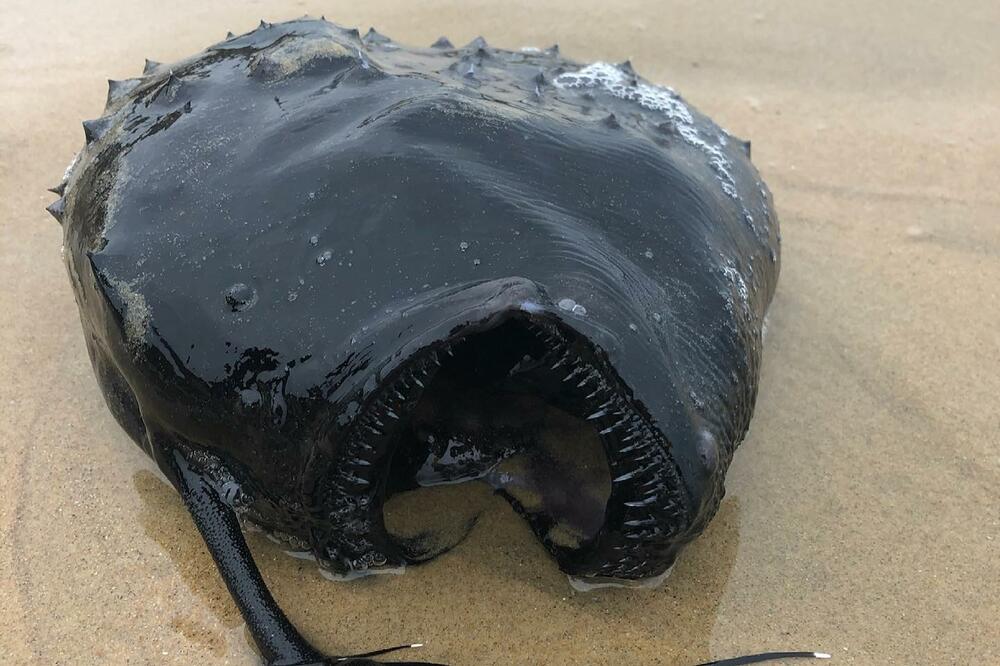 ČUDOVIŠTE KAO SA DRUGE PLANETE: Riba sa šiljatim zubima i hvataljkom na glavi, sa ogromnih dubina isplivala na plažu u Kaliforniji